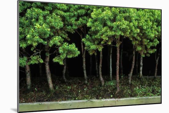 Bonsai Spruce Forest Trunks Yose-Ue Style, 12-null-Mounted Photographic Print