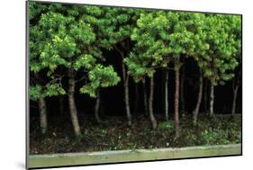 Bonsai Spruce Forest Trunks Yose-Ue Style, 12-null-Mounted Photographic Print