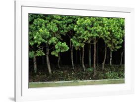 Bonsai Spruce Forest Trunks Yose-Ue Style, 12-null-Framed Photographic Print