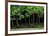 Bonsai Spruce Forest Trunks Yose-Ue Style, 12-null-Framed Photographic Print