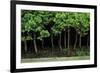 Bonsai Spruce Forest Trunks Yose-Ue Style, 12-null-Framed Photographic Print