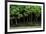 Bonsai Spruce Forest Trunks Yose-Ue Style, 12-null-Framed Photographic Print