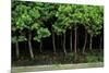 Bonsai Spruce Forest Trunks Yose-Ue Style, 12-null-Mounted Photographic Print