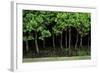 Bonsai Spruce Forest Trunks Yose-Ue Style, 12-null-Framed Photographic Print