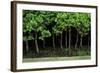 Bonsai Spruce Forest Trunks Yose-Ue Style, 12-null-Framed Photographic Print