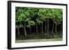 Bonsai Spruce Forest Trunks Yose-Ue Style, 12-null-Framed Photographic Print