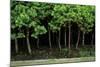 Bonsai Spruce Forest Trunks Yose-Ue Style, 12-null-Mounted Photographic Print