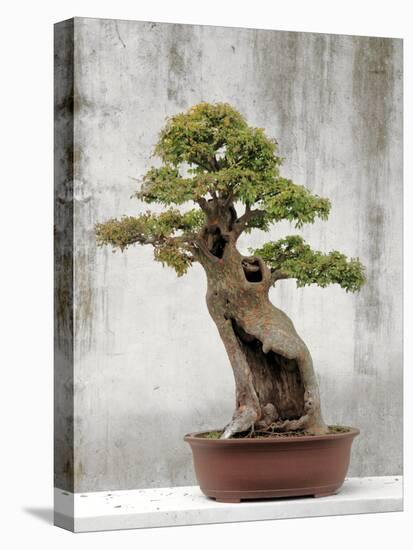 Bonsai Tree, Classical Garden, Suzhou, Jiangsu, China-Ivan Vdovin-Stretched Canvas