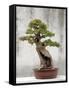 Bonsai Tree, Classical Garden, Suzhou, Jiangsu, China-Ivan Vdovin-Framed Stretched Canvas