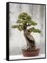 Bonsai Tree, Classical Garden, Suzhou, Jiangsu, China-Ivan Vdovin-Framed Stretched Canvas