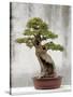 Bonsai Tree, Classical Garden, Suzhou, Jiangsu, China-Ivan Vdovin-Stretched Canvas