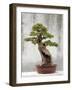 Bonsai Tree, Classical Garden, Suzhou, Jiangsu, China-Ivan Vdovin-Framed Photographic Print