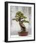 Bonsai Tree, Classical Garden, Suzhou, Jiangsu, China-Ivan Vdovin-Framed Photographic Print