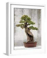 Bonsai Tree, Classical Garden, Suzhou, Jiangsu, China-Ivan Vdovin-Framed Photographic Print