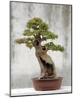 Bonsai Tree, Classical Garden, Suzhou, Jiangsu, China-Ivan Vdovin-Mounted Photographic Print