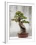 Bonsai Tree, Classical Garden, Suzhou, Jiangsu, China-Ivan Vdovin-Framed Photographic Print