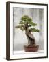 Bonsai Tree, Classical Garden, Suzhou, Jiangsu, China-Ivan Vdovin-Framed Photographic Print