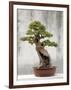 Bonsai Tree, Classical Garden, Suzhou, Jiangsu, China-Ivan Vdovin-Framed Photographic Print