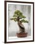 Bonsai Tree, Classical Garden, Suzhou, Jiangsu, China-Ivan Vdovin-Framed Photographic Print