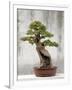 Bonsai Tree, Classical Garden, Suzhou, Jiangsu, China-Ivan Vdovin-Framed Photographic Print