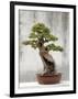 Bonsai Tree, Classical Garden, Suzhou, Jiangsu, China-Ivan Vdovin-Framed Photographic Print