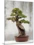 Bonsai Tree, Classical Garden, Suzhou, Jiangsu, China-Ivan Vdovin-Mounted Photographic Print