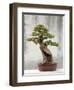 Bonsai Tree, Classical Garden, Suzhou, Jiangsu, China-Ivan Vdovin-Framed Photographic Print