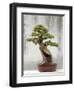 Bonsai Tree, Classical Garden, Suzhou, Jiangsu, China-Ivan Vdovin-Framed Photographic Print