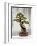 Bonsai Tree, Classical Garden, Suzhou, Jiangsu, China-Ivan Vdovin-Framed Photographic Print