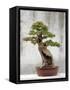 Bonsai Tree, Classical Garden, Suzhou, Jiangsu, China-Ivan Vdovin-Framed Stretched Canvas