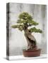 Bonsai Tree, Classical Garden, Suzhou, Jiangsu, China-Ivan Vdovin-Stretched Canvas