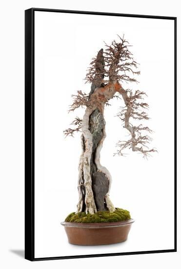 Bonsai-Fabio Petroni-Framed Stretched Canvas