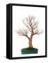 Bonsai-Fabio Petroni-Framed Stretched Canvas