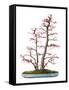 Bonsai-Fabio Petroni-Framed Stretched Canvas