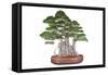 Bonsai-Fabio Petroni-Framed Stretched Canvas