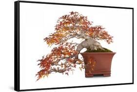 Bonsai-Fabio Petroni-Framed Stretched Canvas