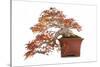 Bonsai-Fabio Petroni-Stretched Canvas