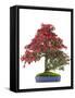 Bonsai-Fabio Petroni-Framed Stretched Canvas