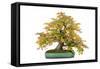 Bonsai-Fabio Petroni-Framed Stretched Canvas