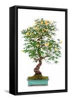 Bonsai-Fabio Petroni-Framed Stretched Canvas