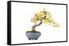 Bonsai-Fabio Petroni-Framed Stretched Canvas