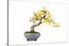 Bonsai-Fabio Petroni-Stretched Canvas