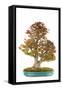 Bonsai-Fabio Petroni-Framed Stretched Canvas