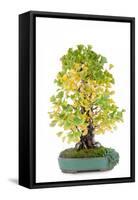 Bonsai-Fabio Petroni-Framed Stretched Canvas