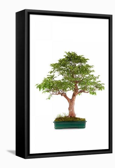 Bonsai-Fabio Petroni-Framed Stretched Canvas