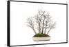 Bonsai-Fabio Petroni-Framed Stretched Canvas