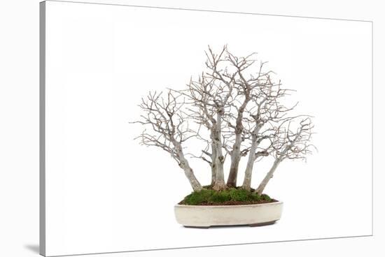 Bonsai-Fabio Petroni-Stretched Canvas