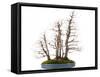 Bonsai-Fabio Petroni-Framed Stretched Canvas