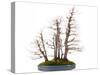 Bonsai-Fabio Petroni-Stretched Canvas