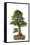 Bonsai-Fabio Petroni-Framed Stretched Canvas